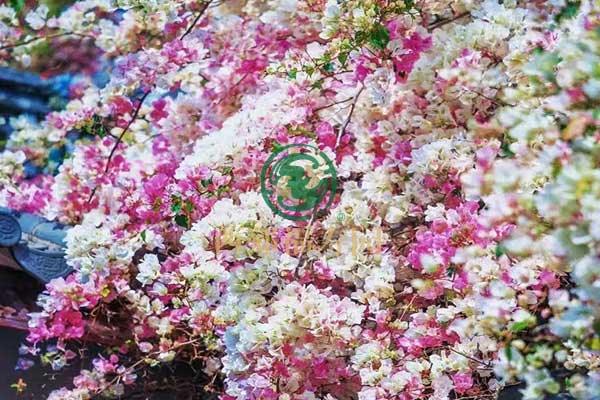 西郊福寿园青山绿水间，寄托无尽哀思